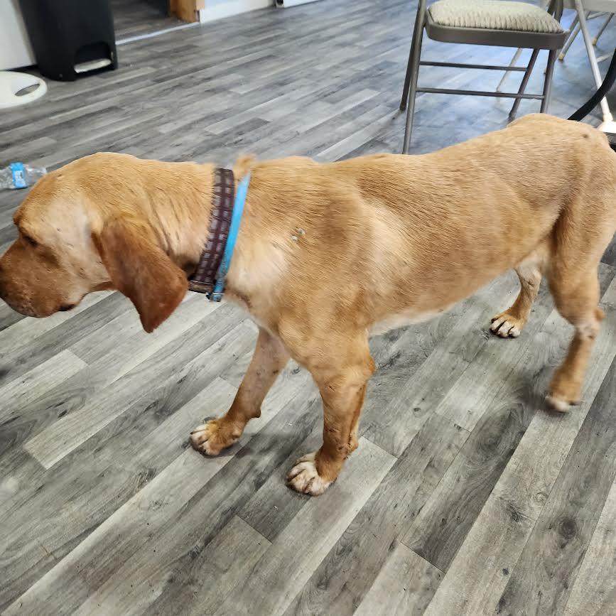 Festus, a Adoptable mixed breed in Marshall, AR image 4/5