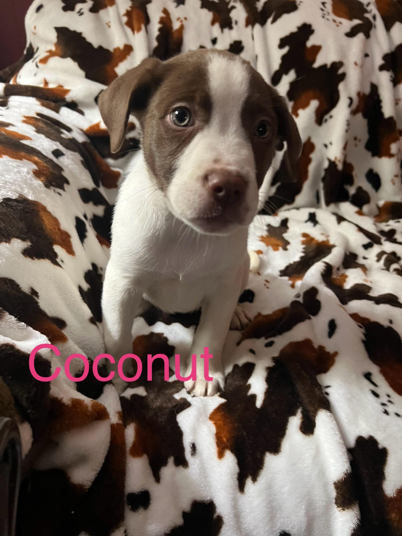 Coconut, a ADOPTABLE mixed breed in Davisburg, MI image 1/2