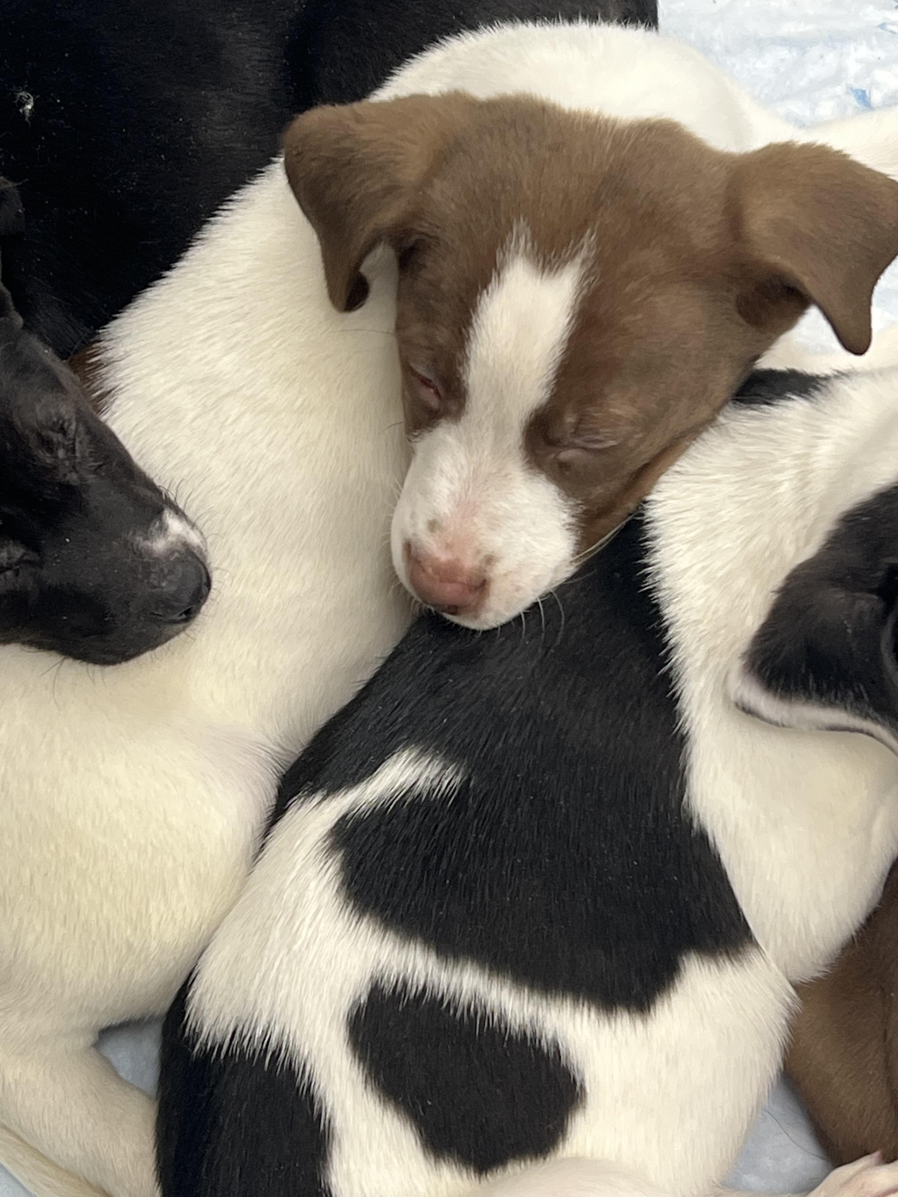 Coconut, a ADOPTABLE mixed breed in Davisburg, MI image 2/2