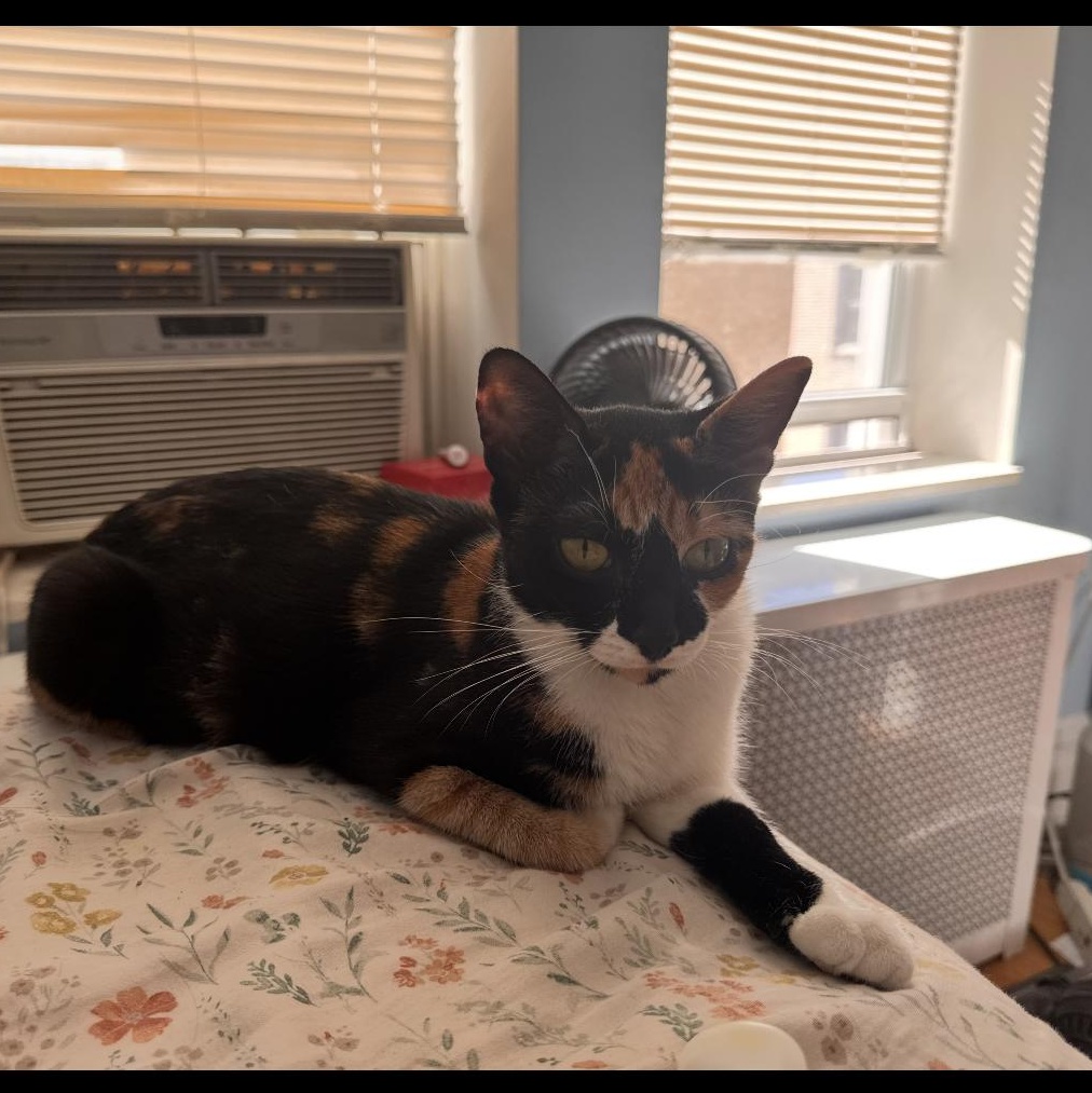 Sun, adopted, Young Female Domestic Short Hair.