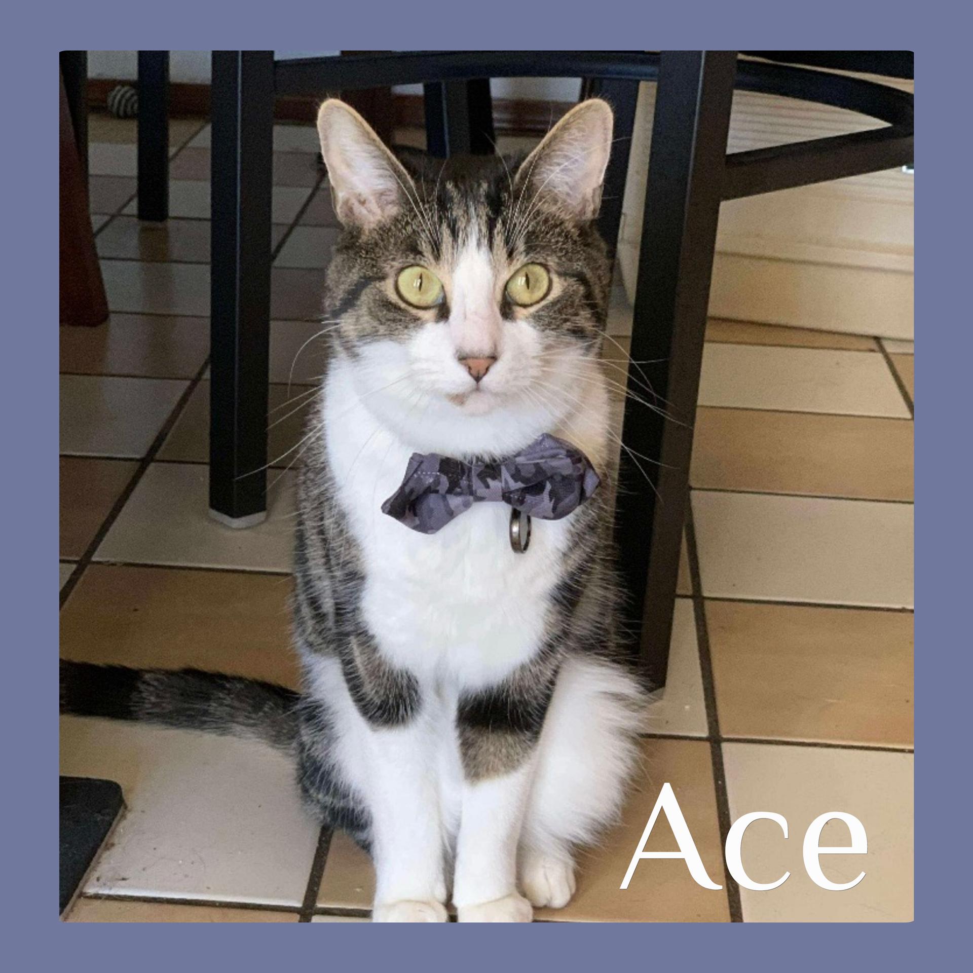 ACE, an adoptable Tabby in Lawton, OK, 73505 | Photo Image 1