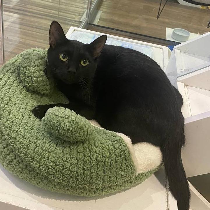 Jupiter, Adoptable, Young Male Domestic Short Hair.