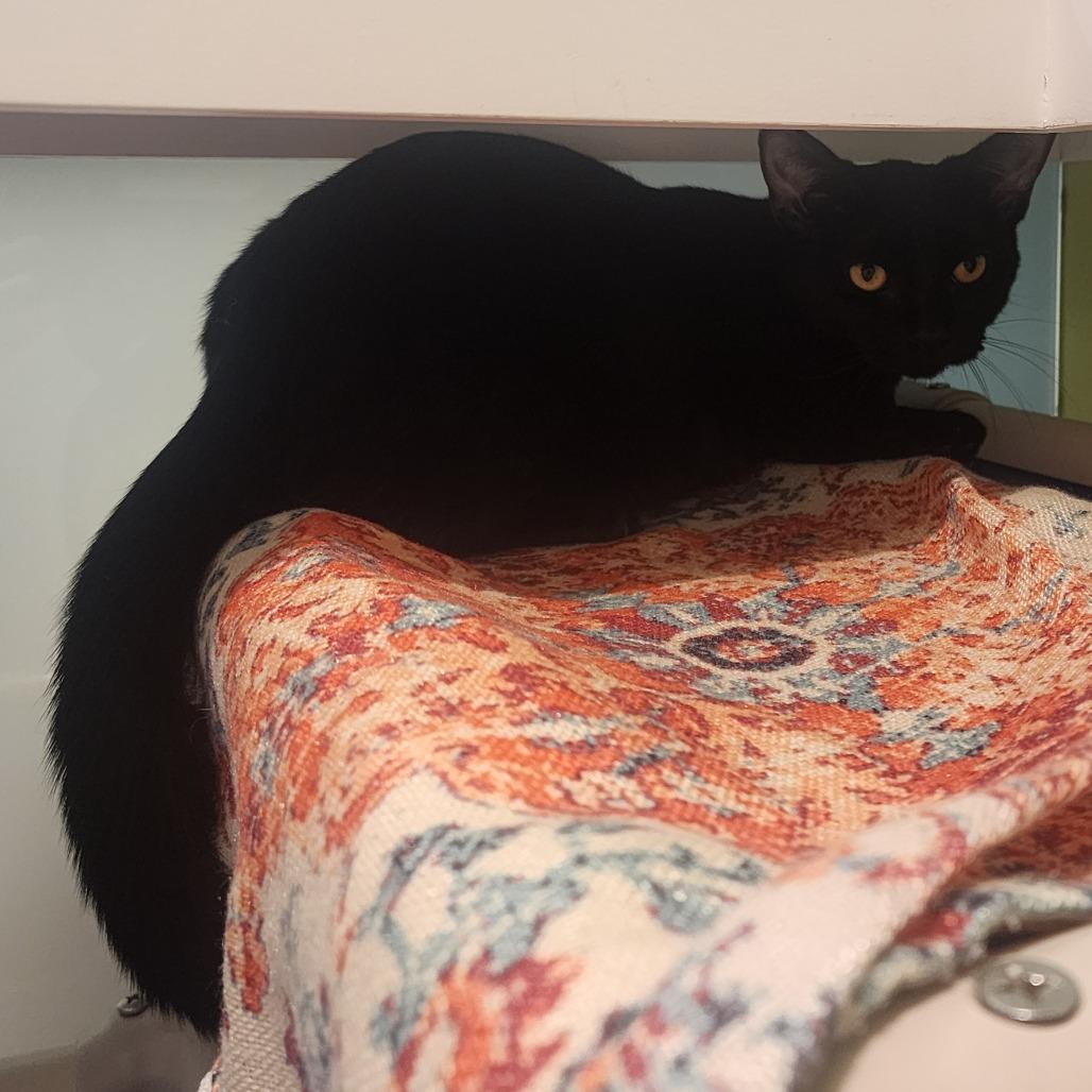 Jupiter, a Adoptable Domestic Short Hair in Westhampton, NY image 2/2