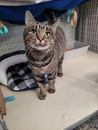 Anastasia, Adoptable, Adult Female Domestic Short Hair & Domestic Short Hair.