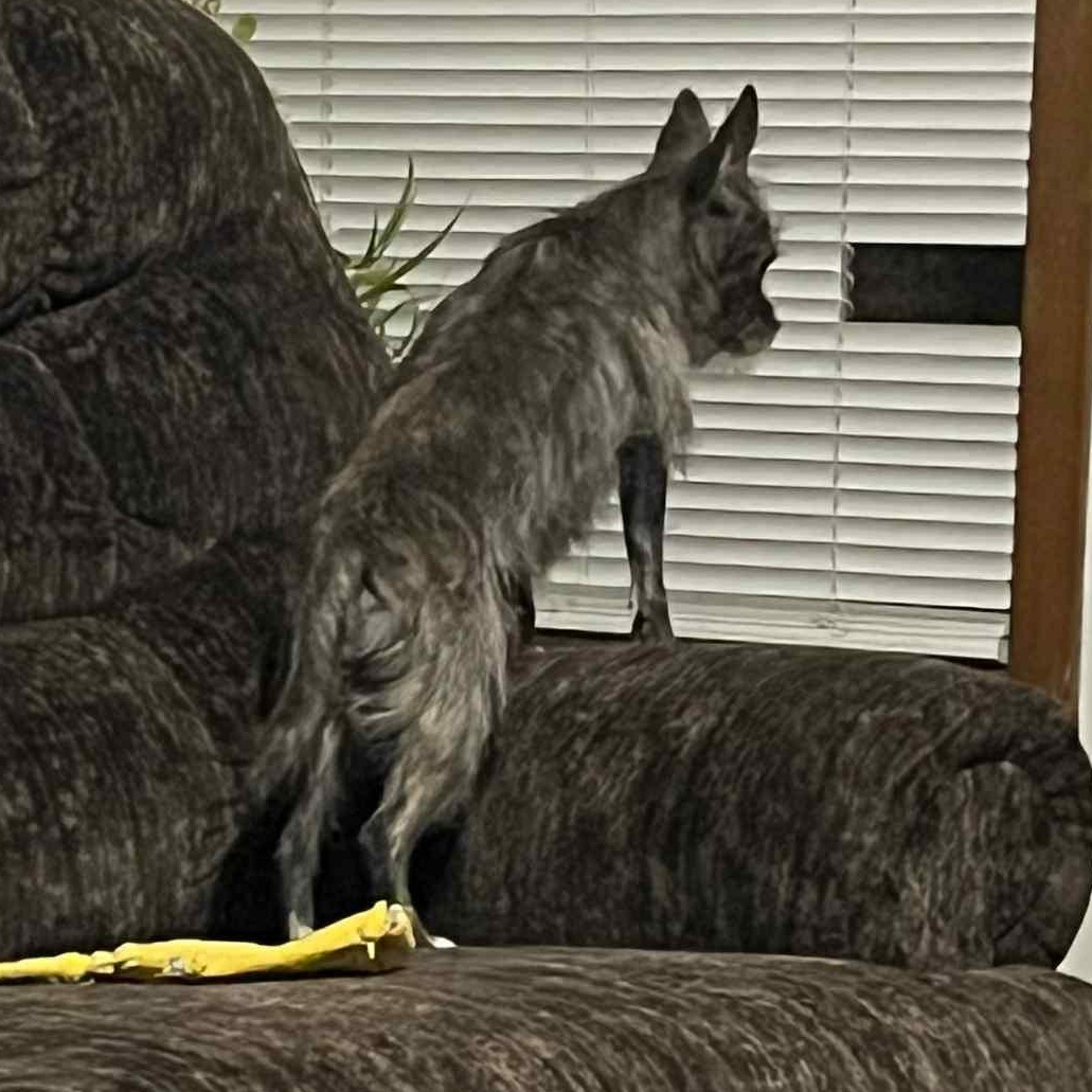 Enlarge Tinker, a ADOPTABLE mixed breed in Pelham, NH image 4/5