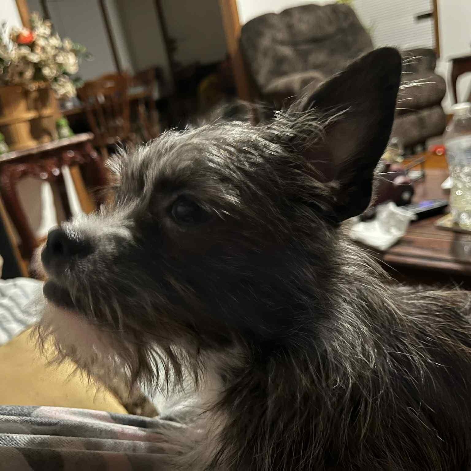 Enlarge Tinker, a ADOPTABLE mixed breed in Pelham, NH image 2/5