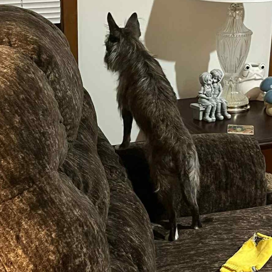 Enlarge Tinker, a ADOPTABLE mixed breed in Pelham, NH image 3/5