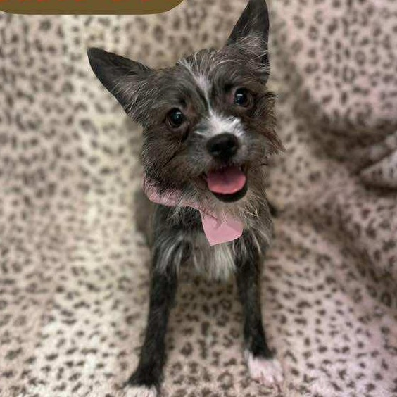 Enlarge Tinker, a ADOPTABLE mixed breed in Pelham, NH image 1/5