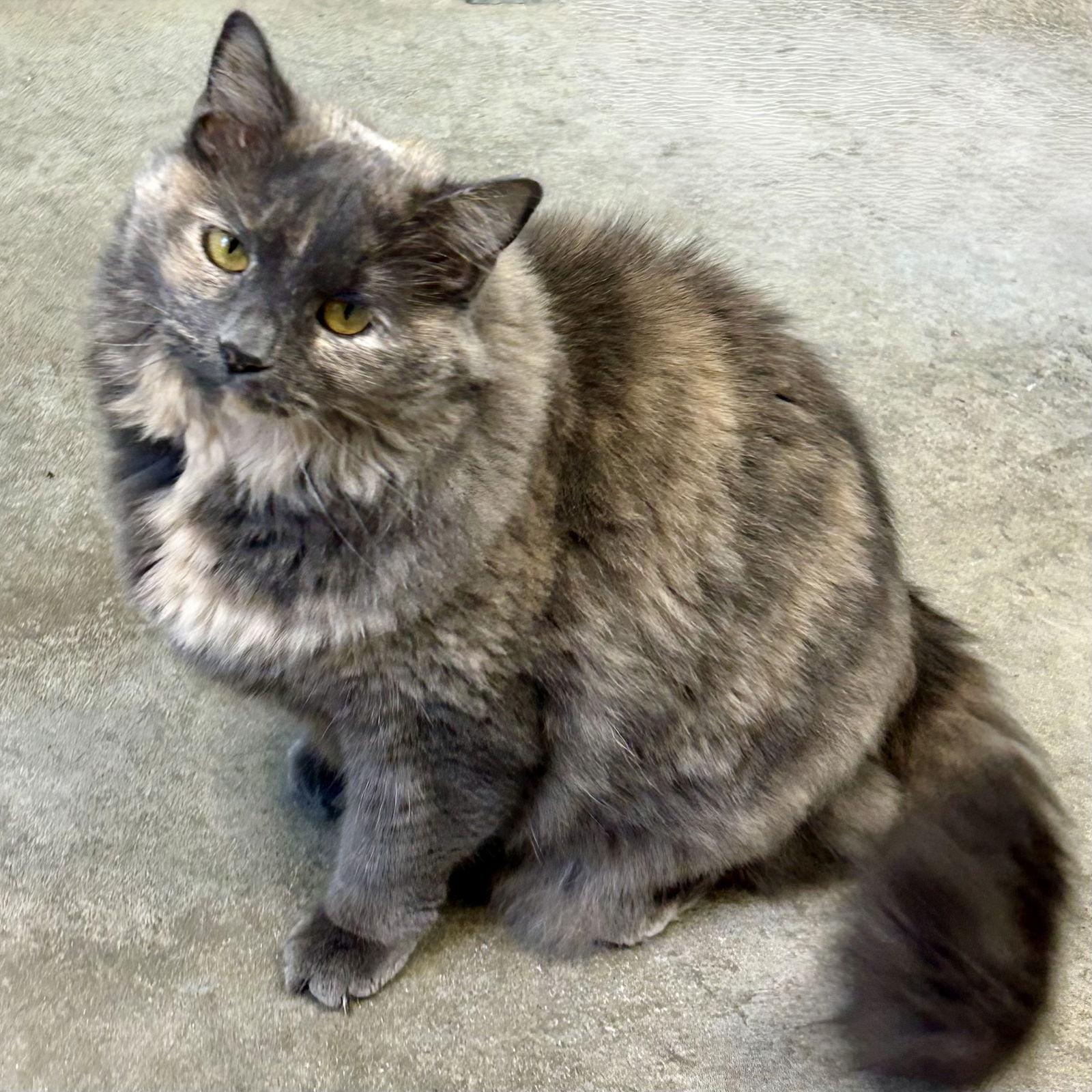 Enlarge Winnie 2025, a Adoptable mixed breed in Norwood, OH image 2/3