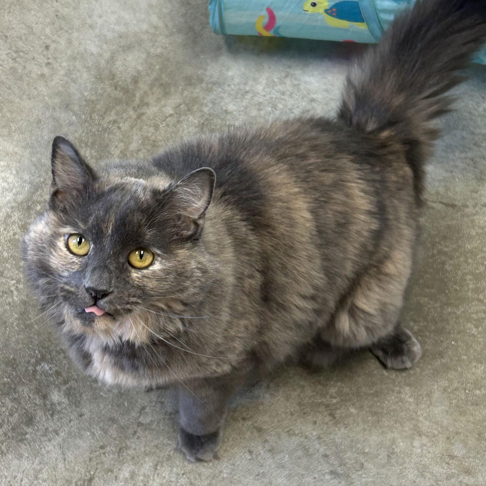 Enlarge Winnie 2025, a Adoptable mixed breed in Norwood, OH image 3/3