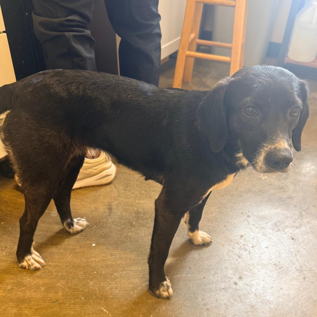 Enlarge Koala, a Adoptable Mixed Breed in Corinth, MS image 1/2