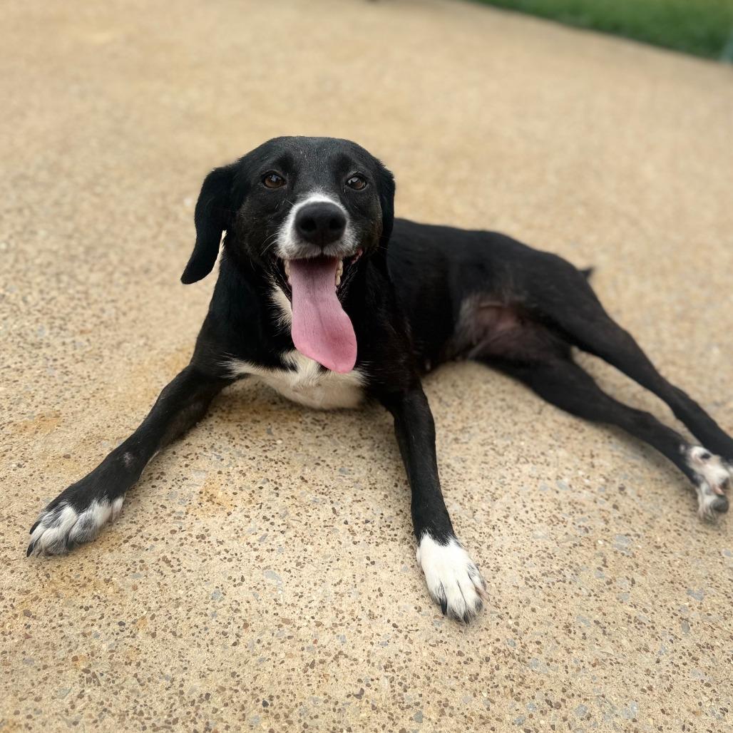 Enlarge Koala, a Adoptable Mixed Breed in Corinth, MS image 2/2