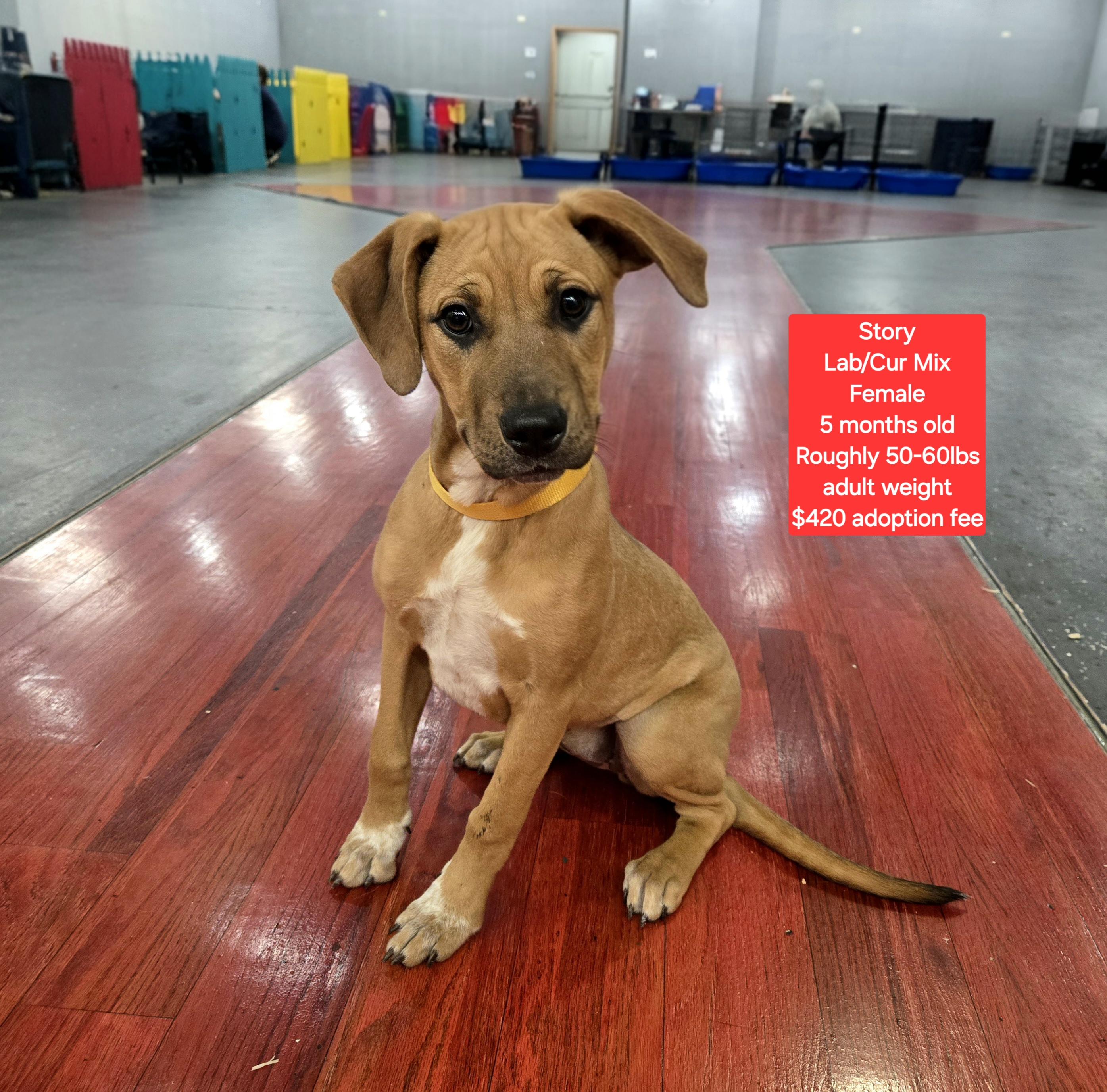 Story, ADOPTABLE, Young Female Shepherd & Labrador Retriever.