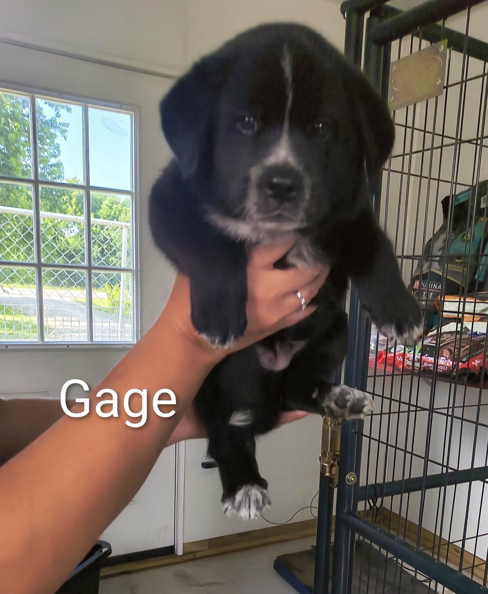 Gage, Adoptable, Puppy Female Shepherd.