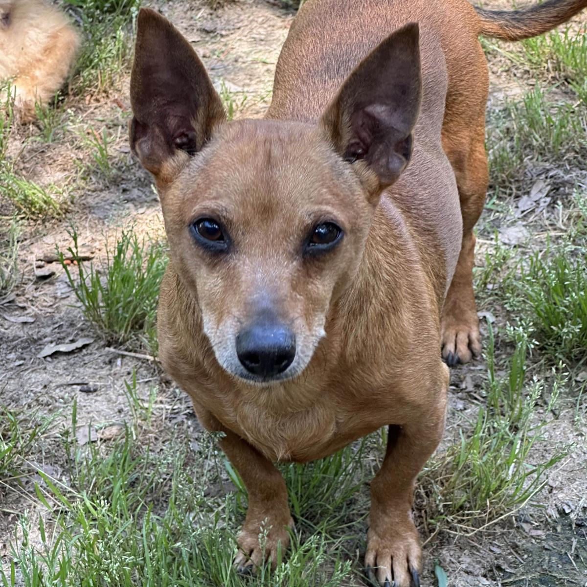 Enlarge Rowan, a Adoptable Dachshund in Locust Fork, AL image 1/3