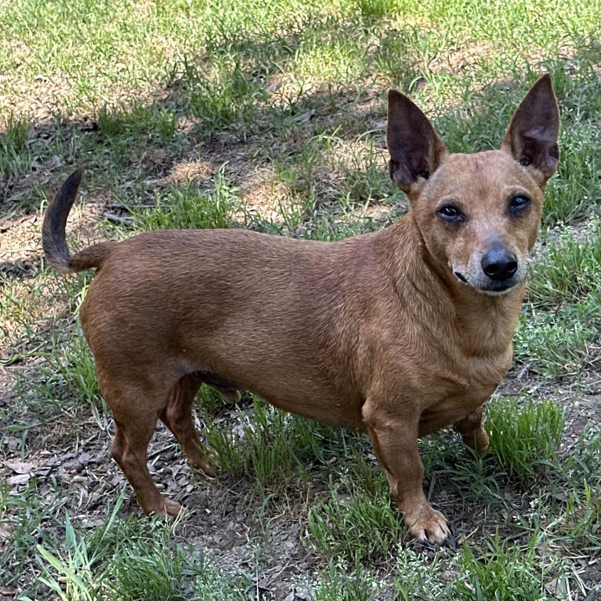 Enlarge Rowan, a Adoptable Dachshund in Locust Fork, AL image 2/3