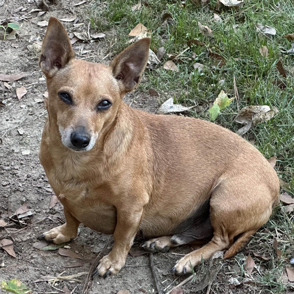Enlarge Rowan, a Adoptable Dachshund in Locust Fork, AL image 3/3