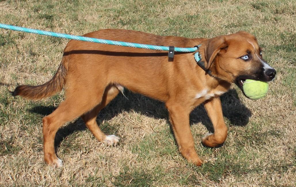 Enlarge CAPPY, a Adoptable mixed breed in Claremore, OK image 4/4