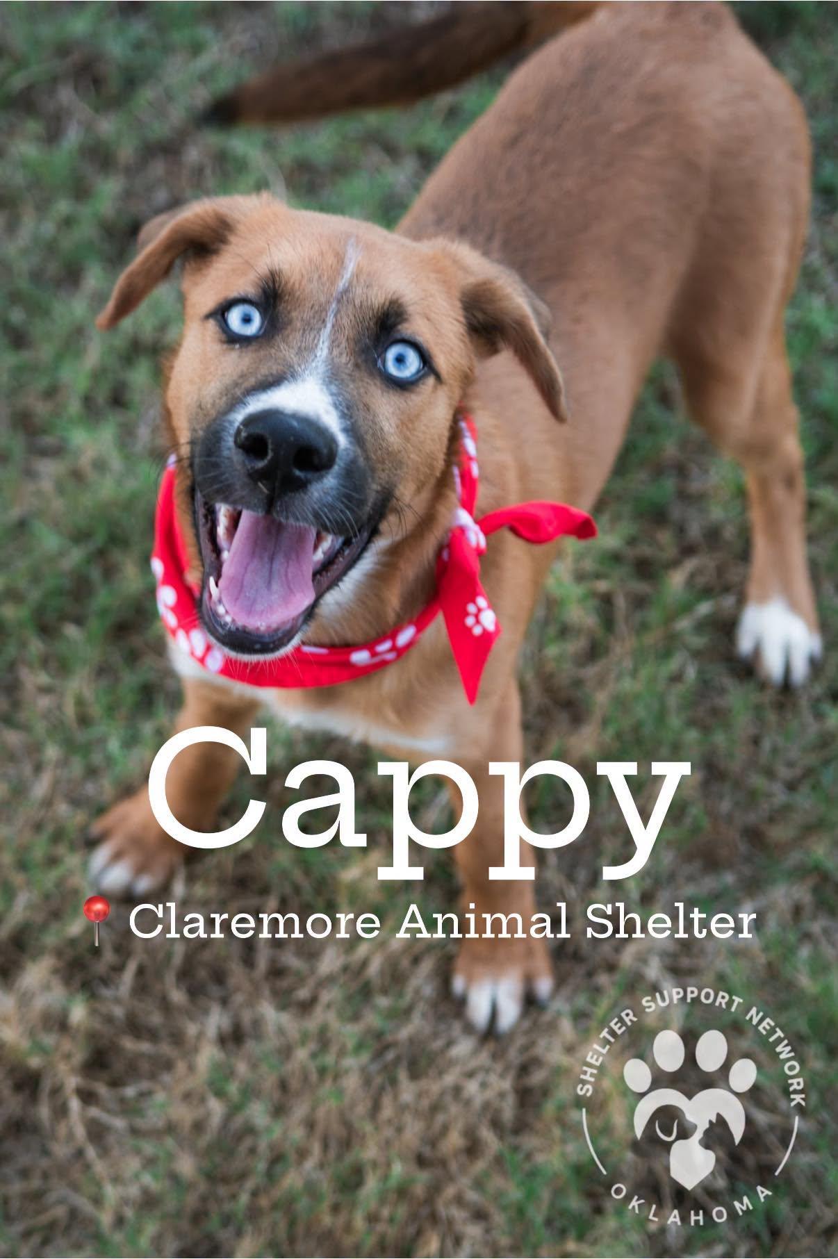 CAPPY, Adoptable, Puppy Male Mixed Breed.