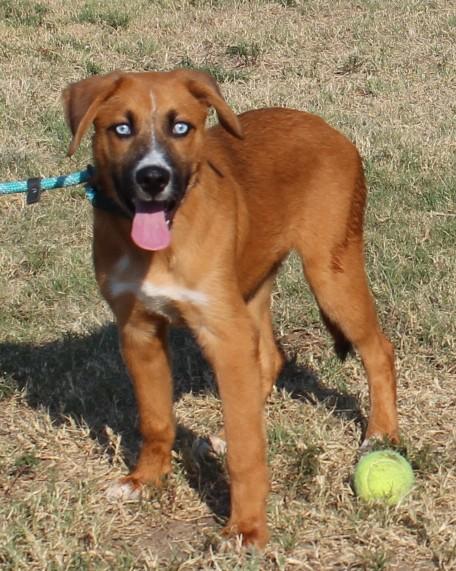 Enlarge CAPPY, a Adoptable mixed breed in Claremore, OK image 3/4