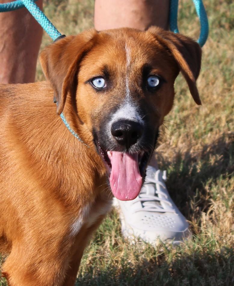 Enlarge CAPPY, a Adoptable mixed breed in Claremore, OK image 2/4