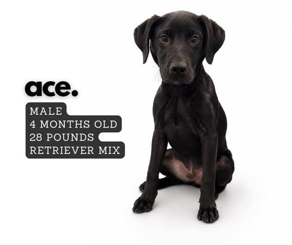 Ace, Adoptable, Puppy Male Labrador Retriever.