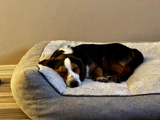 Enlarge Willy, a ADOPTABLE mixed breed in Tucson, AZ image 5/5