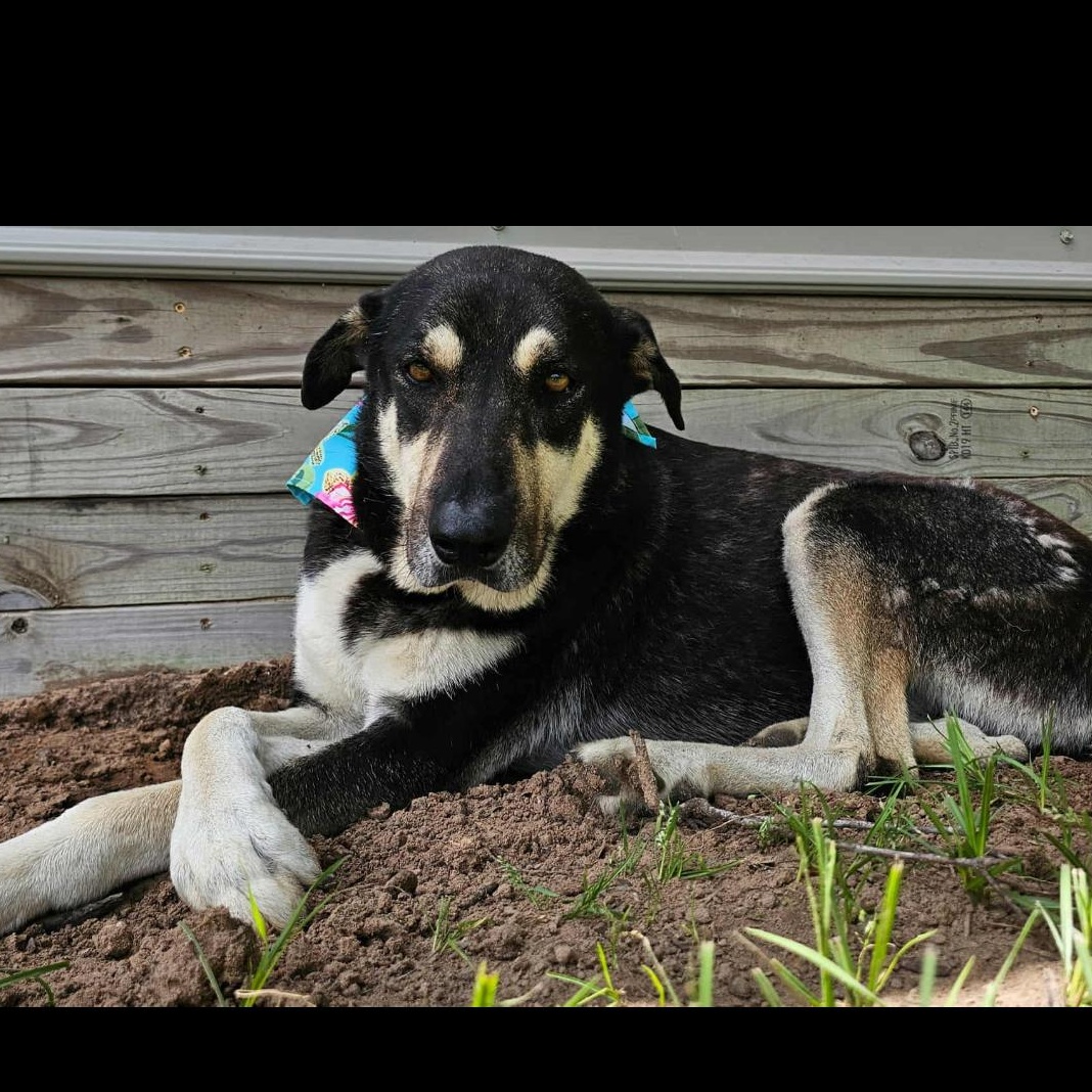 Enlarge Cassidy, a ADOPTABLE mixed breed in York, PA image 1/2
