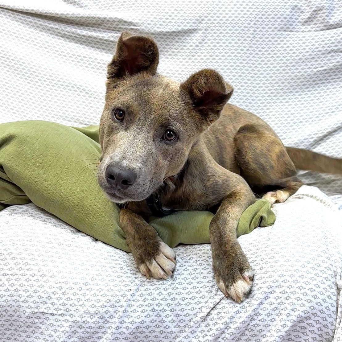 ROO, a Adoptable mixed breed in Ukiah, CA image 1/4