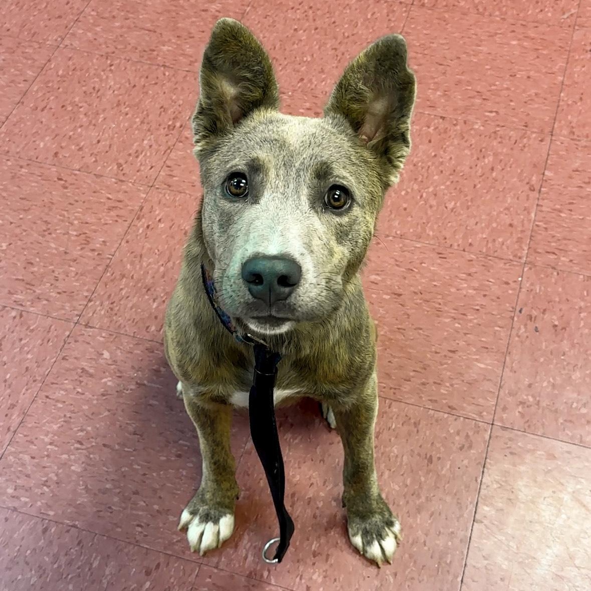 ROO