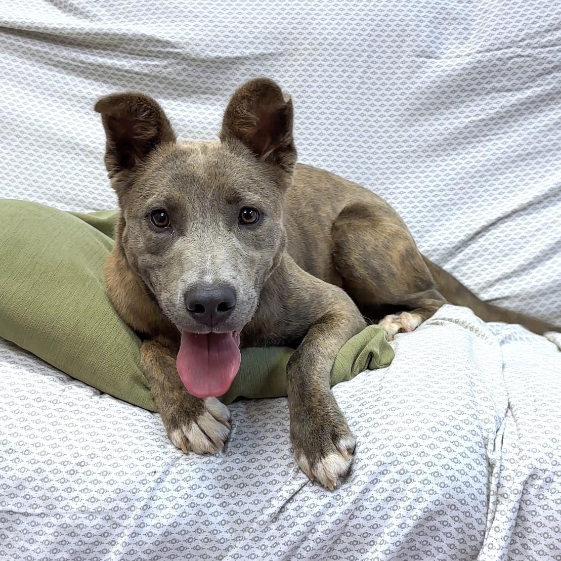 ROO, a Adoptable mixed breed in Ukiah, CA image 4/4