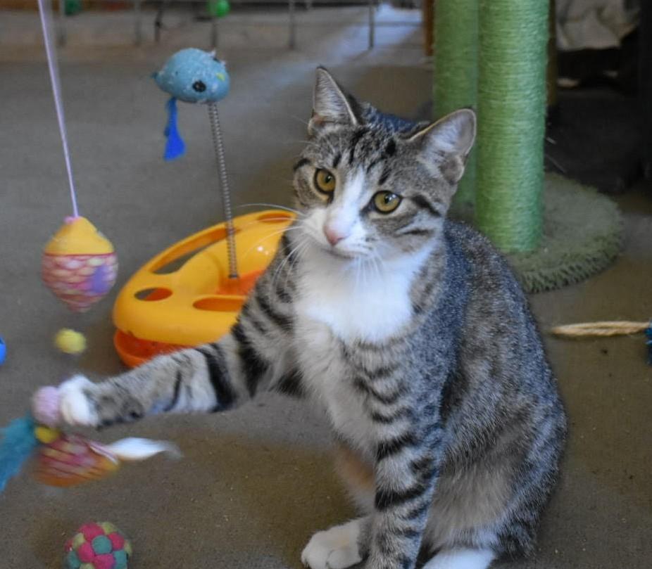 Parsley, a Adoptable American Shorthair in Rochester, NY image 2/5