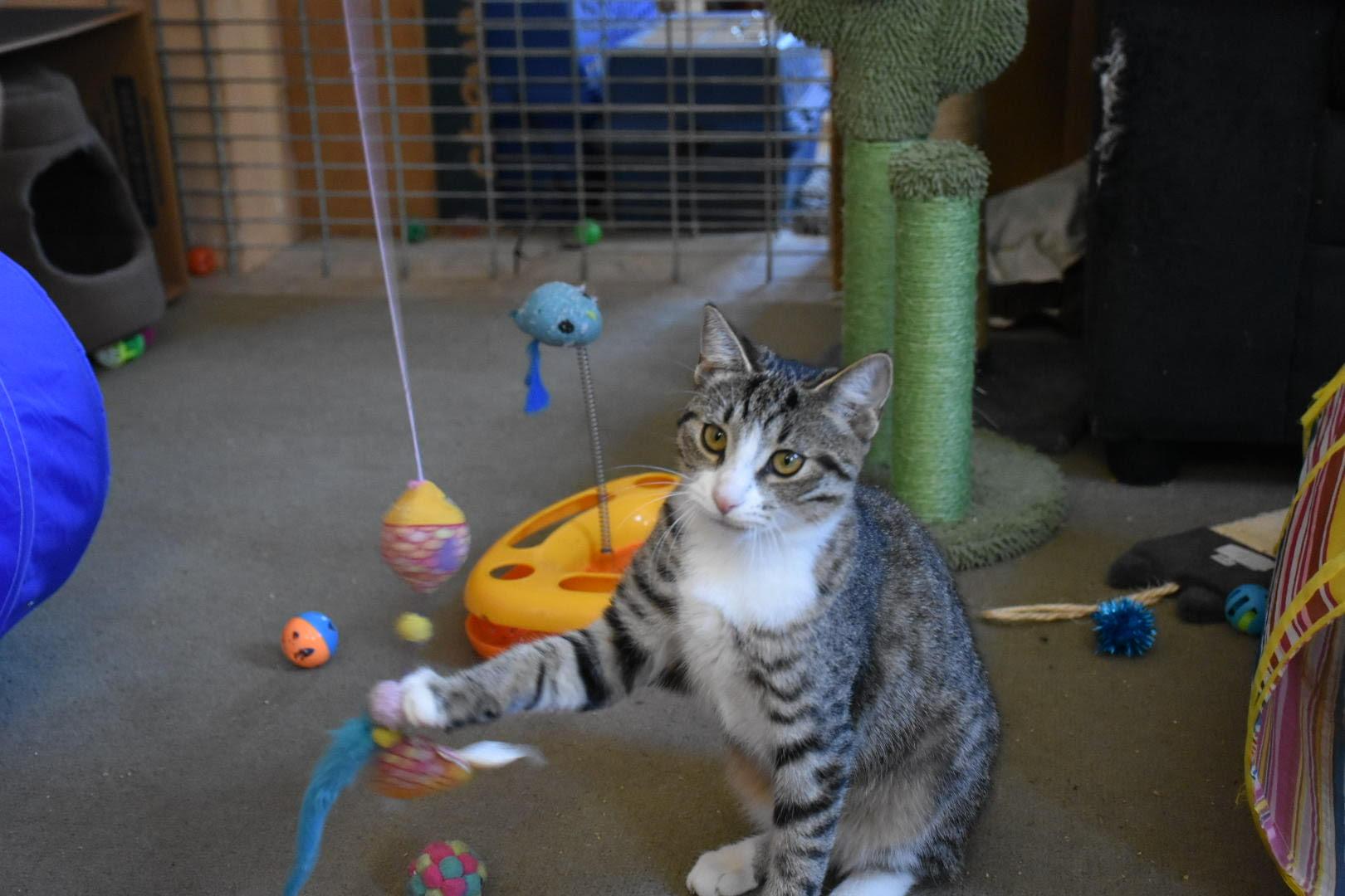 Parsley, a Adoptable American Shorthair in Rochester, NY image 3/5