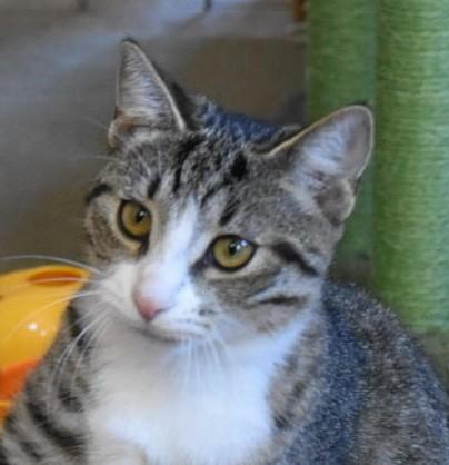 Parsley, a Adoptable American Shorthair in Rochester, NY image 1/5