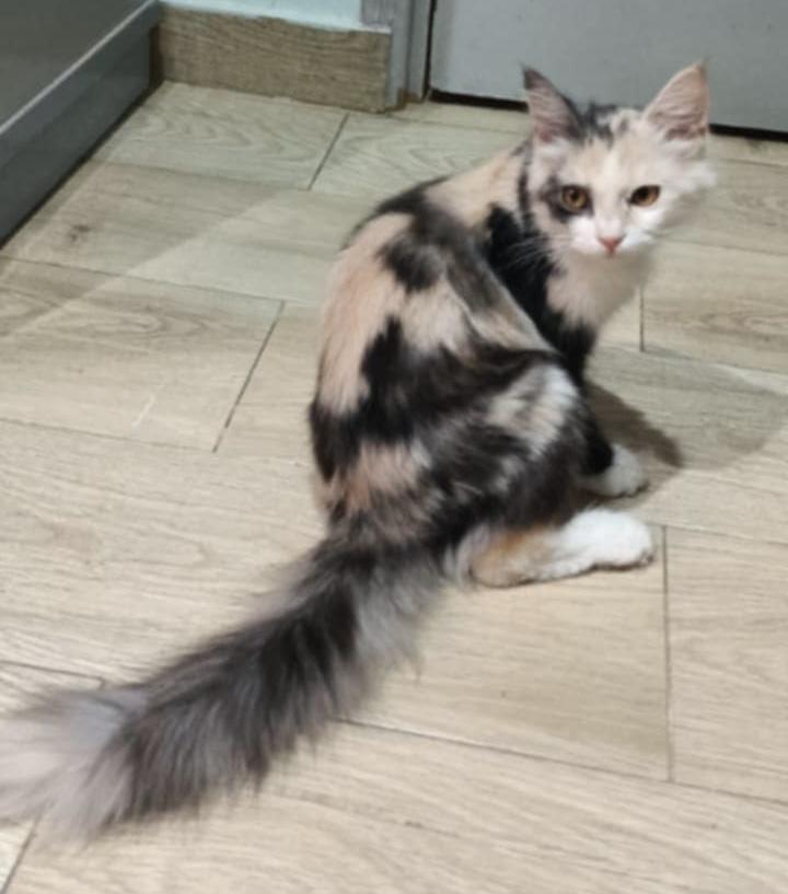 Lily