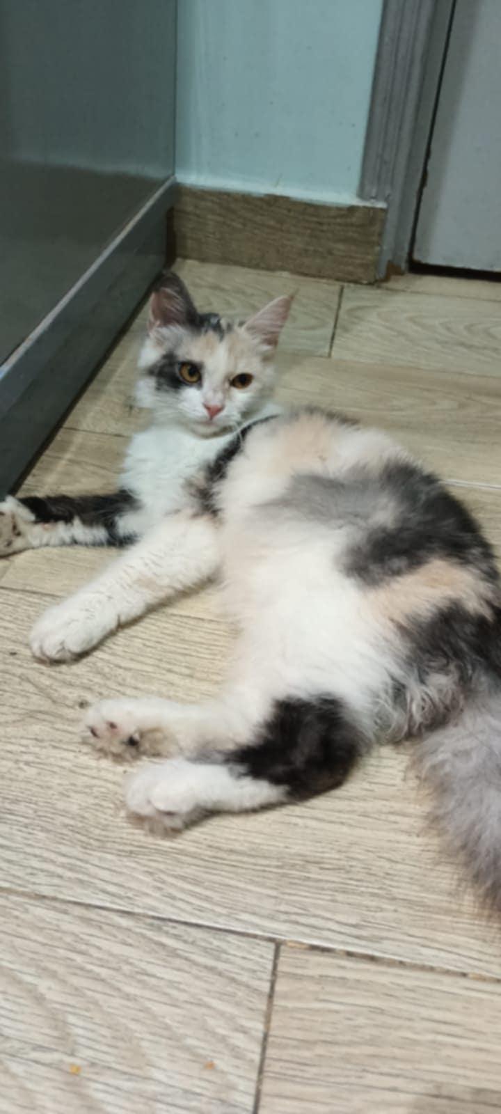Lily