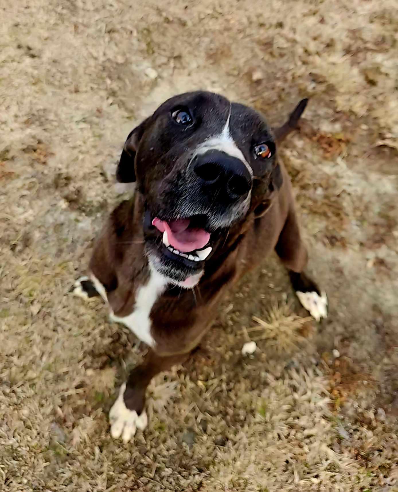 Winnie, Adult Female Great Dane
