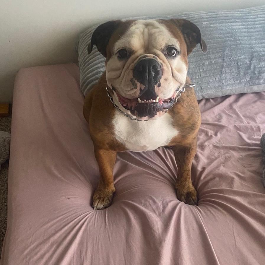Aulelei, Adoptable, Senior Female English Bulldog.