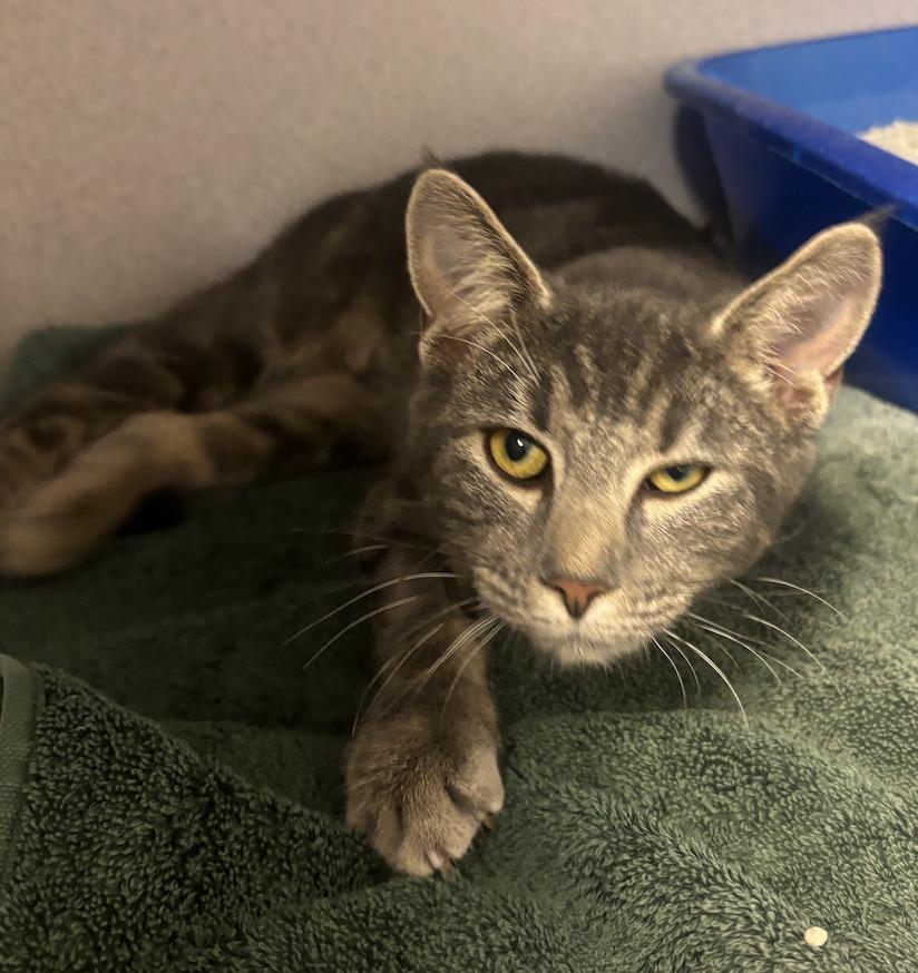 Hazel, Adoptable, Young Female Domestic Short Hair.