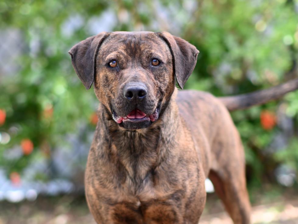 Enlarge MASSIMO, a Adoptable Plott Hound in Tavares, FL image 1/1