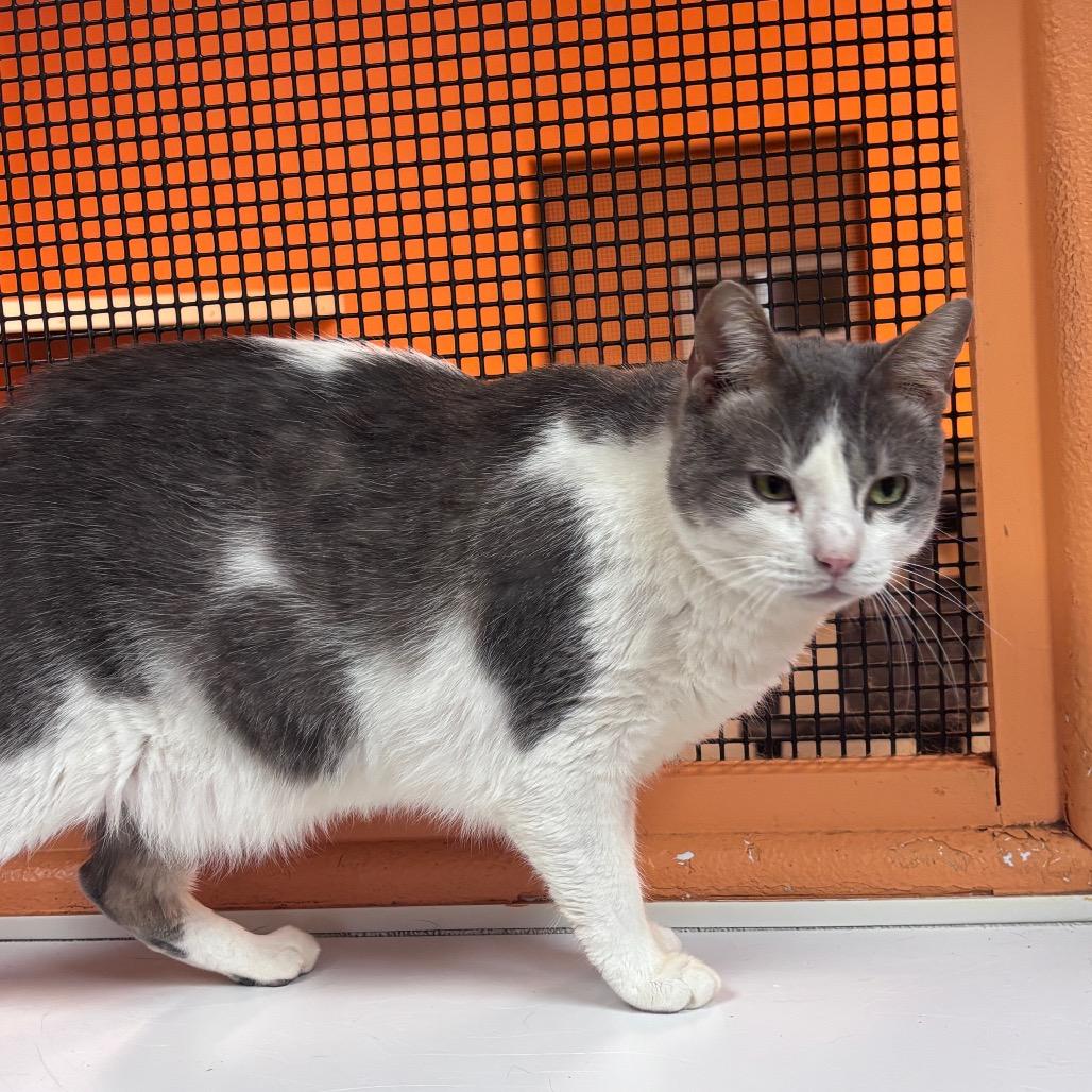 Dooley, Adoptable, Adult Male Domestic Medium Hair.