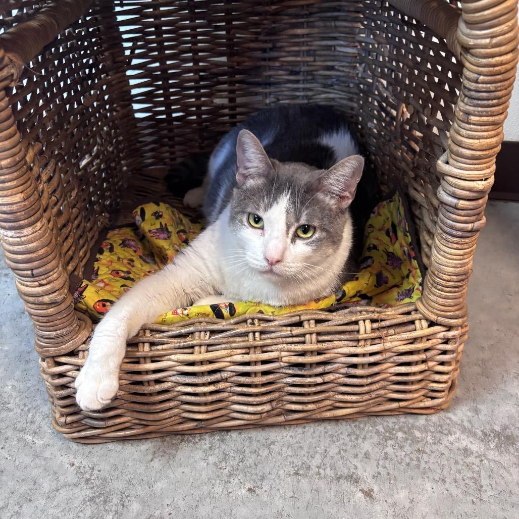 Enlarge Dooley, a Adoptable Domestic Medium Hair in Fulton, TX image 2/2