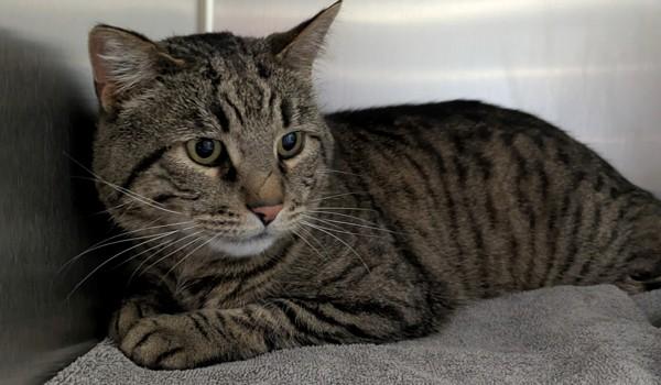Bandit, Adoptable, Adult Male Domestic Short Hair.