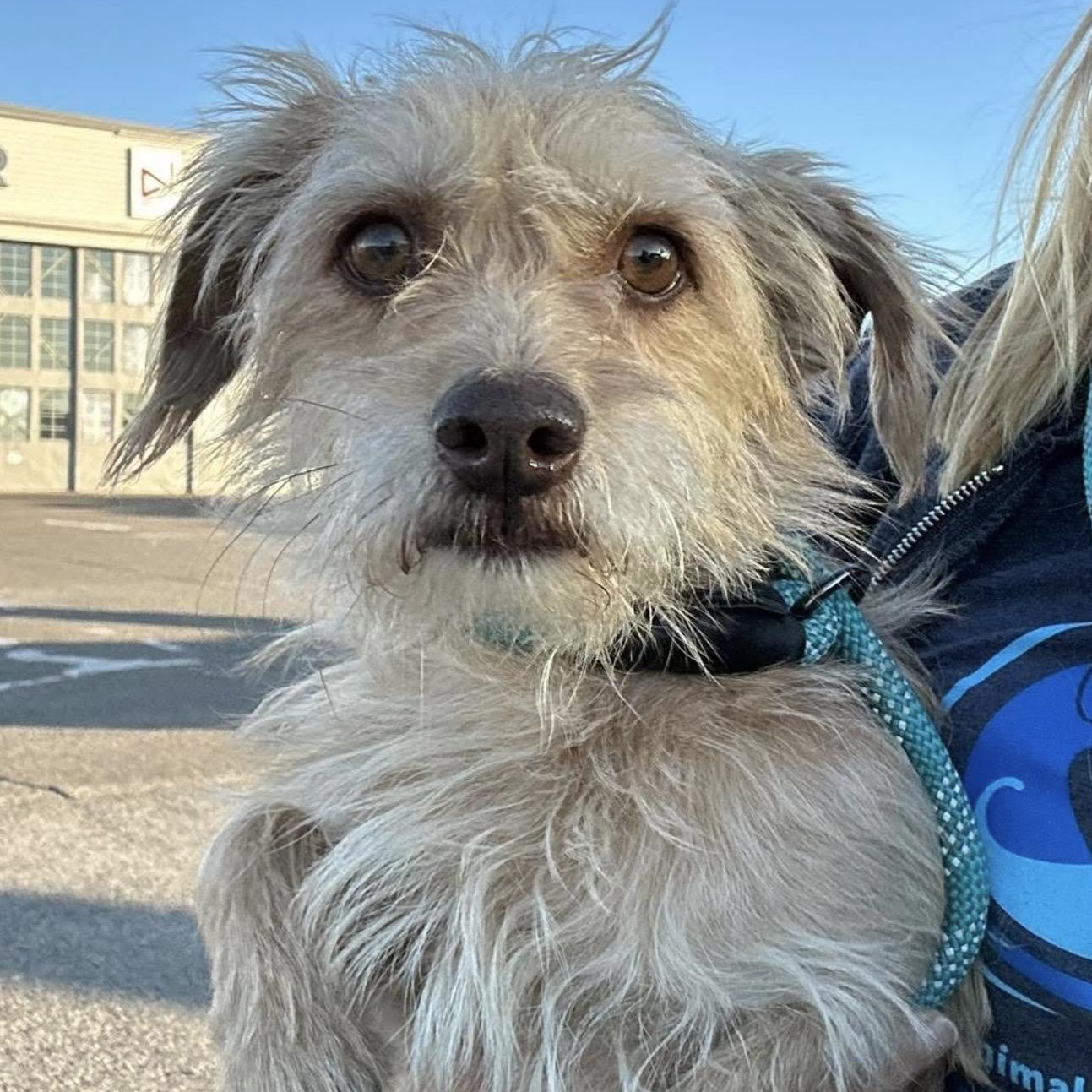 Enlarge Eric, a ADOPTABLE mixed breed in Santa Rosa, CA image 1/1