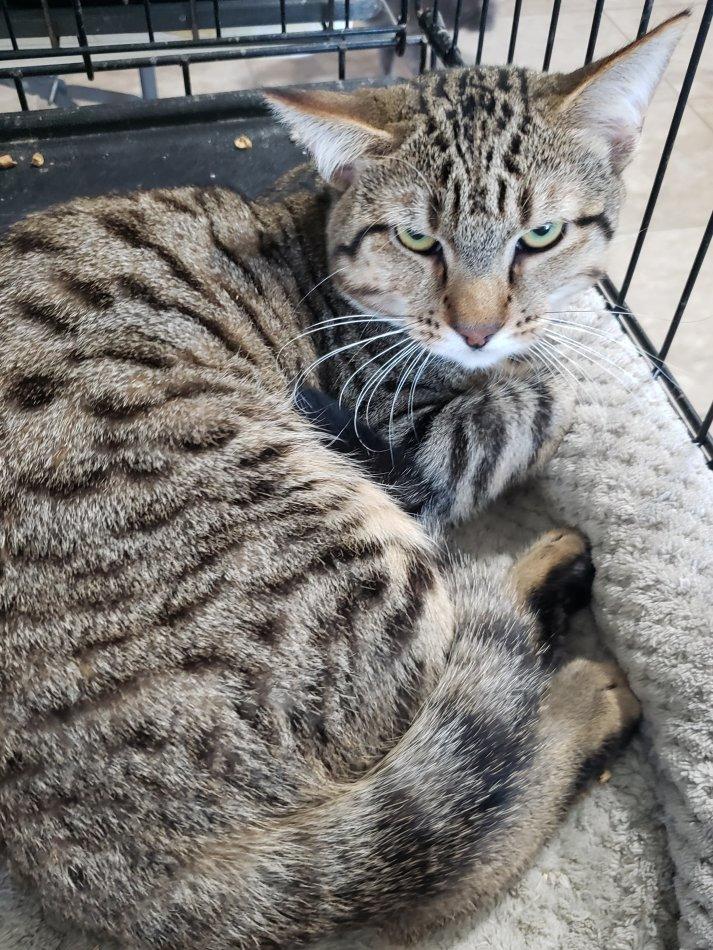 Enlarge Chance, a Adoptable Tabby in San Antonio, TX image 1/1