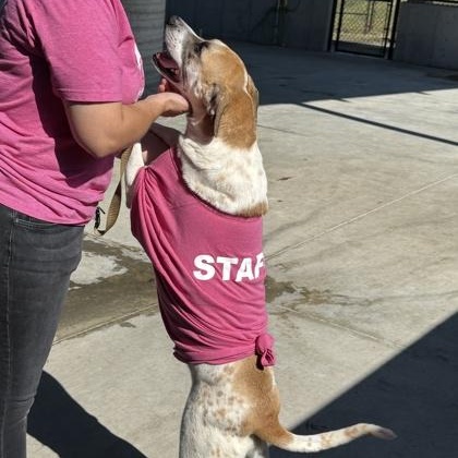 Barkley, an adoptable mixed breed in Springfield, MO image 5/6