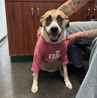 Barkley, an adoptable mixed breed in Springfield, MO image 6/6