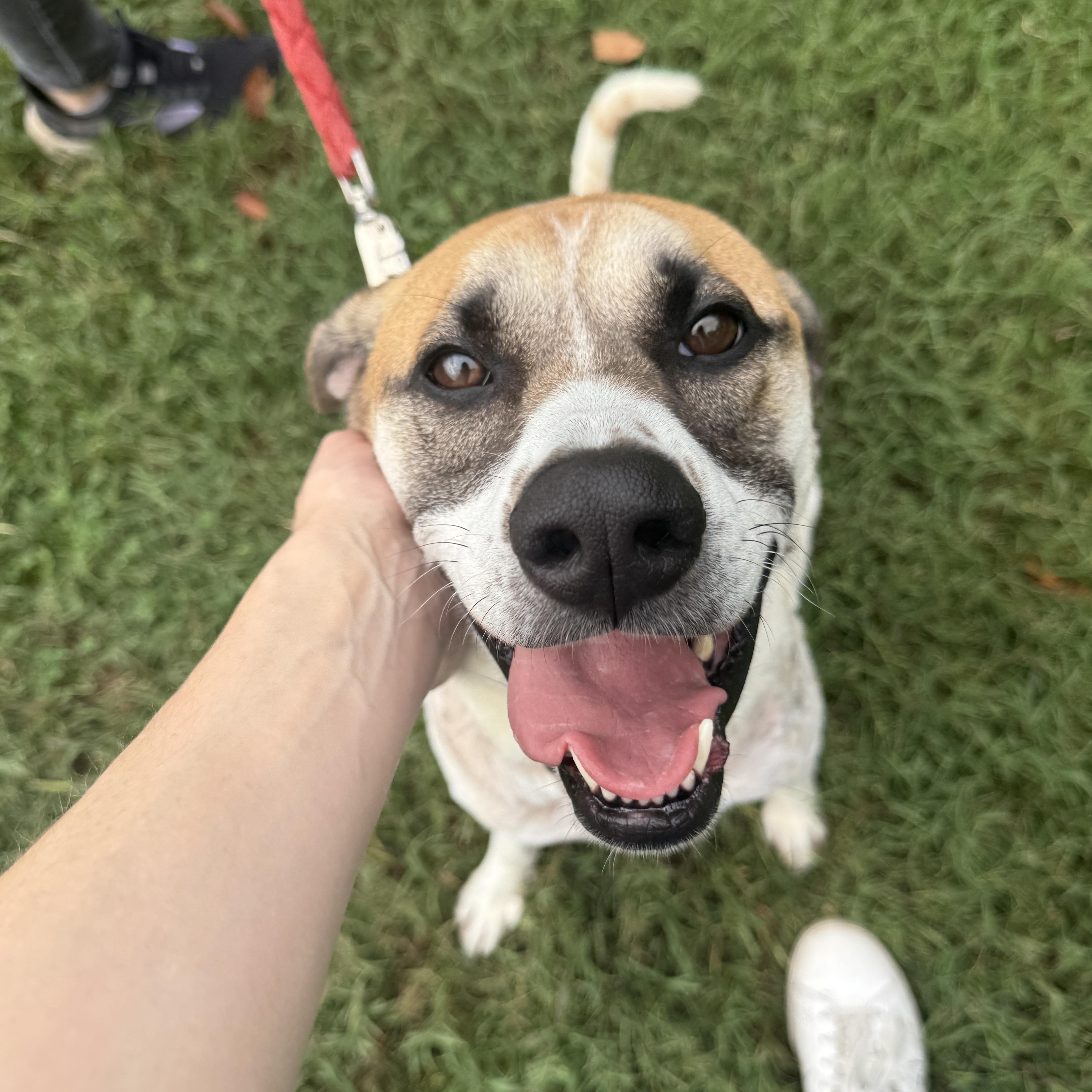 Barkley, an adoptable mixed breed in Springfield, MO image 4/6