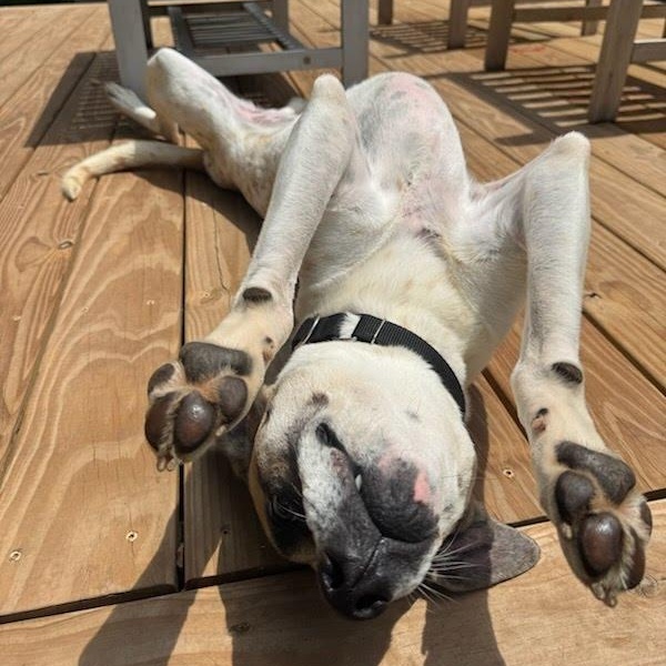 Enlarge Barkley, an adoptable mixed breed in Springfield, MO image 5/6