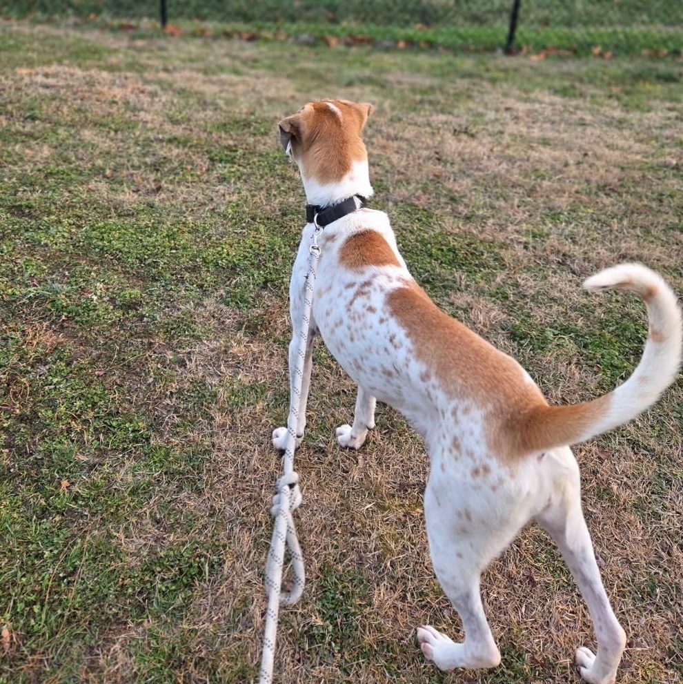 Barkley, an adoptable mixed breed in Springfield, MO image 3/6